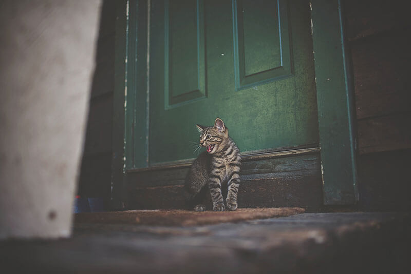 kat krabt aan deur voor aandacht